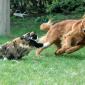 Cat Chases Dog