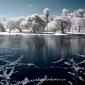 Infrared Trees