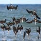 Dive Bombing Birds