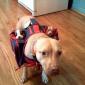 Dog Transporter