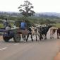 Cow Tow