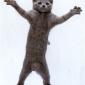 Dancing Cat