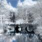 Infrared Trees