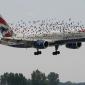 Flying With The Birds