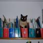 Folder Cat