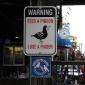 Feed A Pigeon
