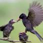 Feeding Time