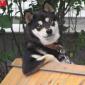 Chill Dog