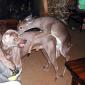 Deer Sex