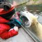 Bear Hungry