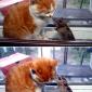 Useless Cat