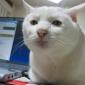 Ugly Cat