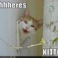 Here's Kitteh