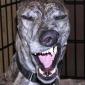 Sneering Dog