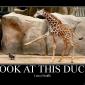 Look At This Duck