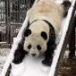 Panda Slide