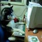 Compudog