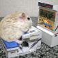 Gerbil Gaming