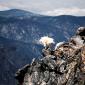 Daredevil Goat