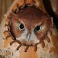 Owl Eyes