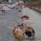 Crab Crossing