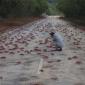 Crab Crossing