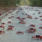 Crab Crossing