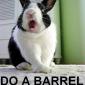 Rabbit Mouth