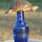 Trapped Turtle
