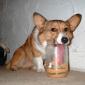 Dog Peanutbutter