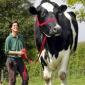 Huge Cow