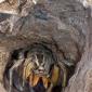 Scary Spider
