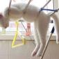 Cats Will Sleep Anywhere