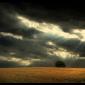 Gloomy Field