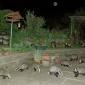 Badger Attack
