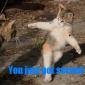 Strutting Lolcat