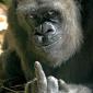Gorilla Hates You