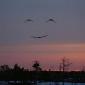 Happy Birds