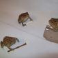 Toad Fight