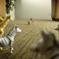 Wildlife