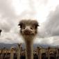 Ostrich