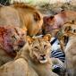 Hungry Lions