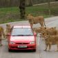 Lions Surround Us