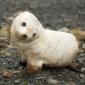 Baby Sea Lion