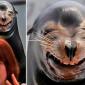 Laughing Sea-Lion