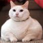 Fat Cat