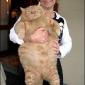 Fat Cat
