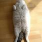 Fat Cat