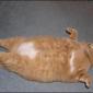Fat Cat