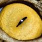 Eyes
